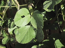 Canavalia
