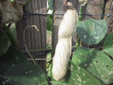 Canavalia