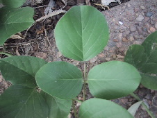 Canavalia
