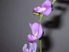 Canavalia
