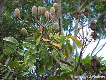 Pods on branch