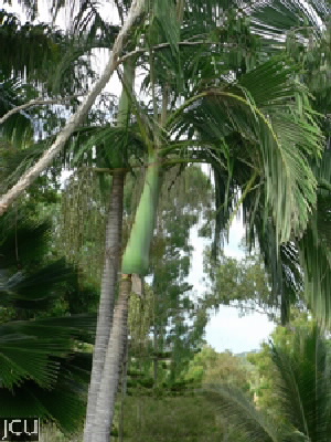 Carpentaria acuminata 