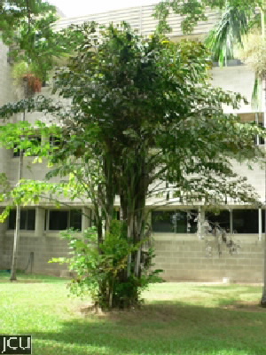 Caryota midis