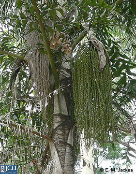 Image of Caryota urens