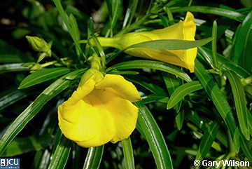 Image of Cascabela thevetia