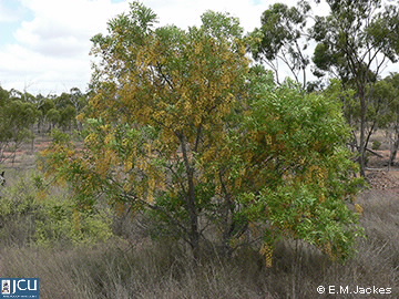 Image of Cassia brewsteri