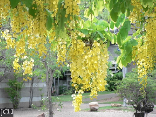 Cassia fistula 