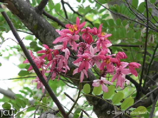 Cassia javanica