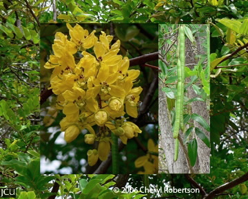 Cassia queenslandica
