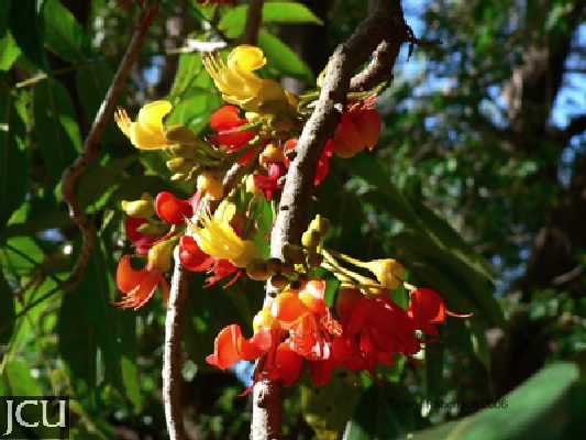 Castanospermum australe