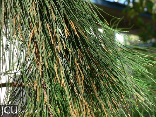 Casuarina cunninghamiana