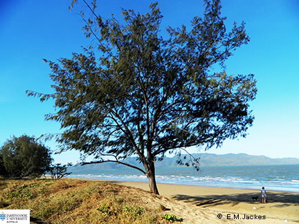 Image of Casuarina equisetifolia