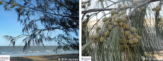 Two images of Casuarina equisetifolia