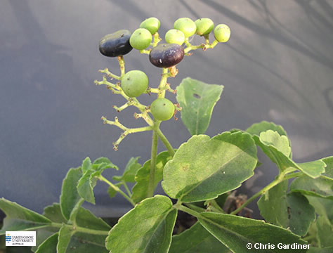 Image of Cayratia trifolia