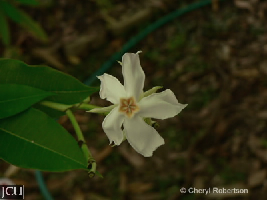 Cerbera manghas