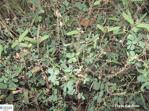 Image of Chamaecrista absus