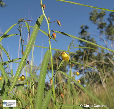 Image of Chamaecrista mimosoides