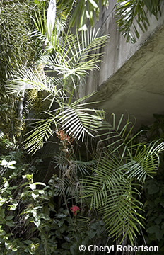 Image of Chamaeodora microspadix