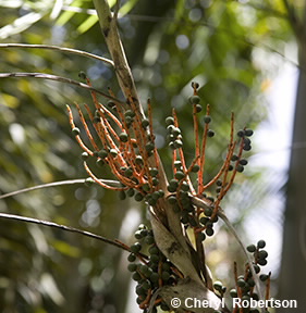 Image of Chamaeodora microspadix