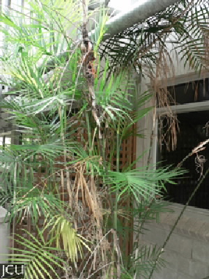 Chamaedorea seifrizii