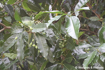 Image of Chionanthus