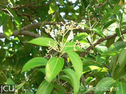 Cinnamomum zeylandicum