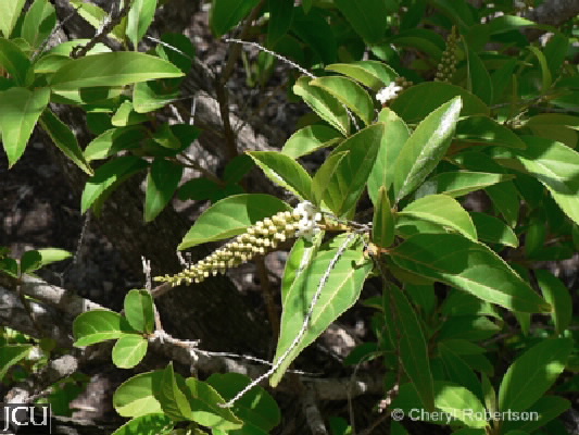 Citharexylum quadrangulare