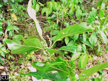 Image of Claoxylon hillii