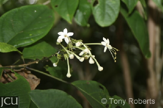 Clerodendrum floribundum
