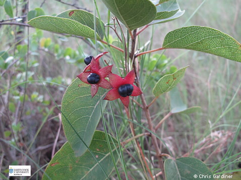 Image of fruit Ckerodendrum floriibundum