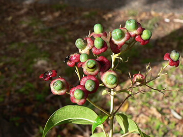 Image of Clerodendrum