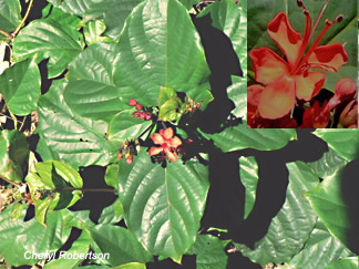 Vine, leaves and flower closeup insert