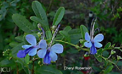 Clerodendrum ugandense