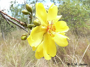 Kapok tree flower