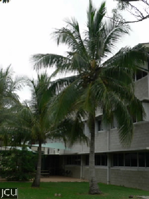 Cocos nucifera