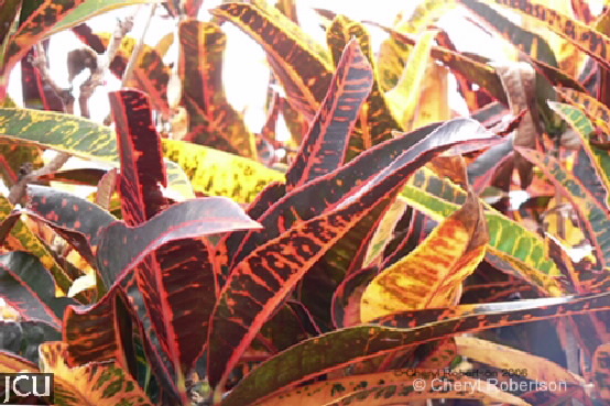 Codiaeum variegatum