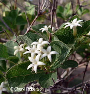flower on shrub