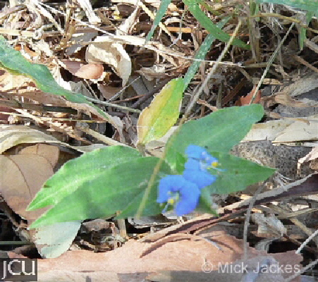 Commelina ensifolia 