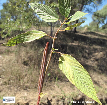 Image of Corchorus olitorius