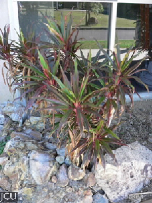 Cordyline spp.