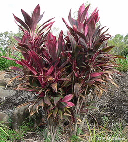 Image of Cordyline