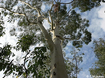 Corymbia image