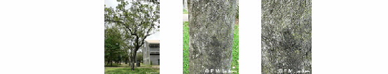 Three images of Corymbia clarksoniana