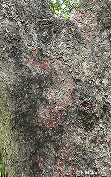 Image of Corymbia erythrophlopia bark