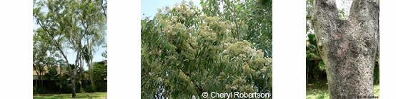 Images of Corymbia erythrophloia