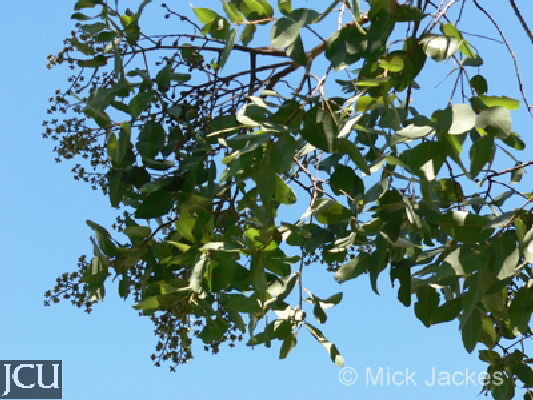 Corymbia peltata