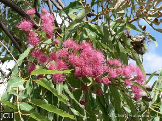 Corymbia ptychocarpa 
