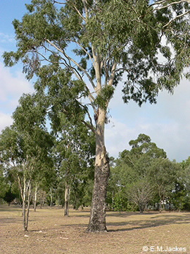 Image of Moreton Bay Ash