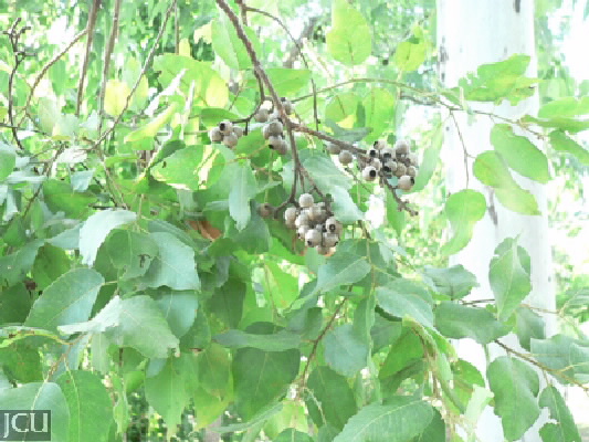 Corymbia torelliana