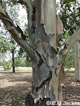 Image of the trunk of Corymbia